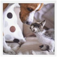 3dRose Dog and Kitten nose to nose - Greeting Cards, 6 x 6 inches, set of 6 (gc_47161_1)