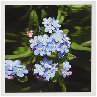 3dRose Forget me not - Greeting Cards, 6 x 6 inches, set of 12 (gc_4193_2)