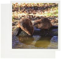 3dRose A beaver that looks like he is whispering - Greeting Cards, 6 x 6 inches, set of 6 (gc_110074_1)
