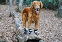 Bark Brite All Weather Neoprene Paw Protector Dog Boots with Reflective Straps in 5 Sizes! (Lg (3.5 in.)) Travel Zipper Case Included!