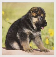 German Shepherd puppy dog - Zandria Muench Beraldo - Greeting Cards, 6 x 6 inches, set of 12 (gc_140454_2)