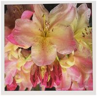 3dRose Rhododendron - Greeting Cards, 6 x 6 inches, set of 12 (gc_3144_2)