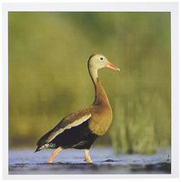 3dRose Black-bellied Whistling-Duck, Corpus Christi, TX - NA02 RNU0372 - Rolf Nussbaumer - Greeting Cards, 6 x 6 inches, set of 12 (gc_84410_2)