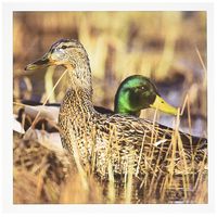 3dRose Mallard ducks in wetlands, Whitefish Montana - US27 CHA1329 - Chuck Haney - Greeting Cards, 6 x 6 inches, set of 12 (gc_91751_2)