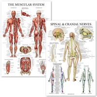 Muscular System & Spinal Nerves Anatomical Poster Set - Laminated - 2 Poster Set - Muscle and Spinal Nerves Anatomy Chart Set 18" x 27" (Muscle/Spine)