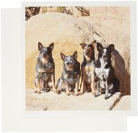 3dRose Four Australian Cattle Dogs - US05 ZMU0109 - Zandria Muench Beraldo - Greeting Cards, 6 x 6 inches, set of 12 (gc_88793_2)