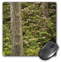 3dRose Pacific Rhododendron Flowers Florence Oregon USA Us38 Wsu0210 William Sutton Mouse Pad (mp_146410_1)