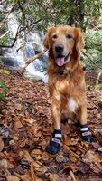 Bark Brite All Weather Neoprene Paw Protector Dog Boots in 5 Sizes! (XL (4.0 in.)) Travel Zipper Case Included!