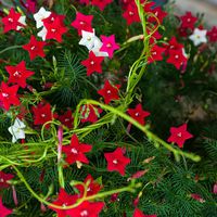 Outsidepride Cypress Vine Seed Mix - 200 Seeds