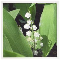 3dRose Greeting Cards, 6 x 6 Inches, Pack of 12, Lily of the Valley (gc_158130_2)