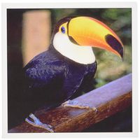 3dRose Toucan - Greeting Cards, 6 x 6 inches, set of 6 (gc_17933_1)