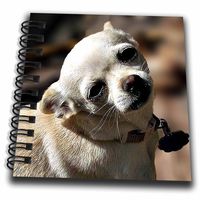 3dRose db_165640_3 White Chihuahua Posing for Photograph Mini Notepad, 4" x 4"