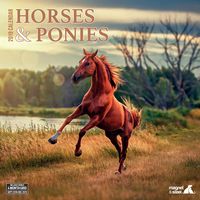 Horses & Ponies 2019 Calendar
