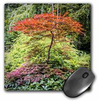 3dRose LLC 8 x 8 x 0.25 Inches Mouse Pad, Japanese Maple (mp_160127_1)