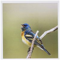 3dRose Greeting Cards, Montana, 6 x 6 Inches, Lazuli Singing in National Bison Range (gc_189978_1)
