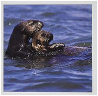 3dRose California Sea Otter, Moss Landing, California - US05 JGS0199 - Jim Goldstein - Greeting Cards, 6 x 6 inches, set of 6 (gc_88467_1)