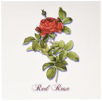 3dRose Dark Red Rose Botanical Print - Greeting Cards, 6 x 6", Set of 6 (gc_180180_1)