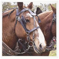 3dRose Oregon, Champoeg SP, Plowing horse - US38 RBR0252 - Rick A. Brown - Greeting Cards, 6 x 6 inches, set of 6 (gc_93976_1)