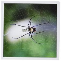 3dRose Greeting Cards, Thailand-As36 Rgo0005, 6 x 6 Inches, Spider in Web (gc_75196_2)