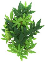 Exo Terra Silk Terrarium Plant, Medium, Abutilon