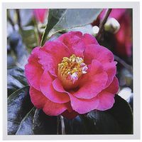 3dRose Camellia Japonica Flower - Greeting Cards, 6 x 6 inches, set of 12 (gc_4188_2)