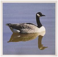 3dRose Greeting Cards, Canadian Goose, Set of 6 (gc_23921_1)