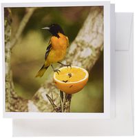 3dRose Baltimore Oriole bird, Coastal Texas - US44 MPR0066 - Maresa Pryor - Greeting Cards, 6 x 6 inches, set of 6 (gc_94524_1)