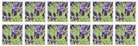 3dRose lavender inspiration - Greeting Cards, 6 x 6 inches, set of 12 (gc_22686_2)