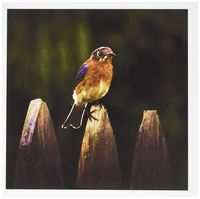 3dRose Wildlife Eastern Bluebird Hand Painted Design Art Home Decor - Greeting Cards, 6 x 6 inches, set of 12 (gc_48666_2)