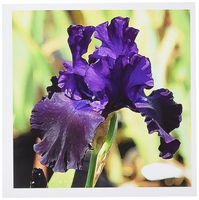 3dRose Purple Iris - Greeting Cards, 6 x 6 inches, set of 12 (gc_4124_2)