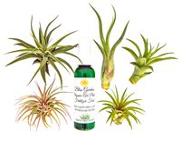 6 pc Air Plant Tillansia Starter Set by Bliss Gardens/Includes 5 Live Plants with 1 Bottle of Organic Fertilizer Food