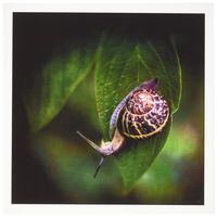 3dRose Snail Leaf Journey - Greeting Cards, 6 x 6 inches, set of 12 (gc_123820_2)