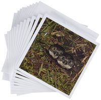 3dRose Baby Burrow Owl - Greeting Cards, 6 x 6 inches, set of 12 (gc_7347_2)