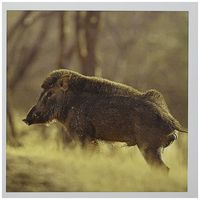 3dRose Wild Boar, Ranthambhor National Park, India-AS10 JRA0152 - Jagdeep Rajput - Greeting Cards, 6 x 6 inches, set of 6 (gc_76179_1)
