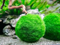 Aquatic Arts 3 Betta Fish Balls - Live Marimo Aquarium Plants for Fish Tanks - Natural Toy Accessories for Betta Fish, Green