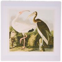 3dRose LLC 8 x 8 x 0.25 Inches Mouse Pad, Vintage John J Audubon Painting of White Ibis Birds (mp_123258_1)