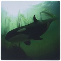 3dRose LLC 8 x 8 x 0.25 Inches Mouse Pad, Orca and Kelp Forrest (mp_46395_1)