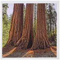 3dRose Greeting Cards, 6 x 6 Inches, Pack of 12, Redwood Monarchs (gc_186827_2)