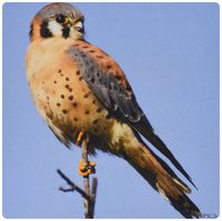 3dRose LLC 8 x 8 x 0.25 Inches Mouse Pad, American Kestrel Falco SparveriusBack Bay Reserve, California (mp_45751_1)