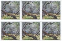3dRose Study of Olive Trees by Claude Monet, 1884 - Greeting Cards, 6 x 6 inches, set of 6 (gc_126609_1)