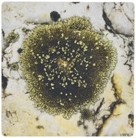 3dRose LLC 8 x 8 x 0.25 Inches Lichens Covering a Stone Pattern Mouse Pad (mp_46034_1)