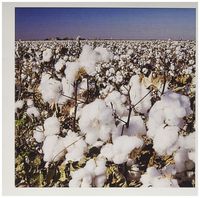 3dRose Greeting Cards, Agriculture, Lubbock, Cotton Plant (gc_84481_1)