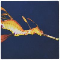 3dRose LLC 8 x 8 x 0.25 Inches Weedy Sea Dragon Phyllopteryx Taeniolatus Western Australia Esperance Pattern Mouse Pad (mp_46258_1)