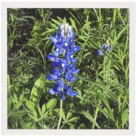 3dRose Bluebonnet - Greeting Cards, 6 x 6 inches, set of 12 (gc_21052_2)
