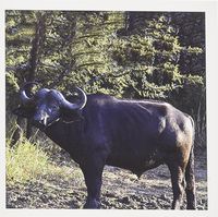 3dRose South African Buffalo side view face view - Greeting Cards, 6 x 6 inches, set of 12 (gc_20120_2)