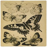 3dRose LLC 8 x 8 x 0.25 Inches Mouse Pad, London 1850 Butterfly Book (mp_160176_1)