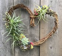 Living Succulent Air Plant Heart Wreath