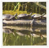 3dRose Painted turtles, Illinois and Michigan canal - US14 CHA0008 - Chuck Haney - Greeting Cards, 6 x 6 inches, set of 6 (gc_90170_1)
