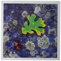 3dRose CA, Cuyamaca Rancho Sp, Oak Leaf & Acorns Greeting Cards, 6" x 6", Set of 12 (gc_206457_2)