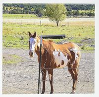 3dRose Greeting Cards, 6 x 6 Inches, Pack of 12, Pony with Brown and White with Spots (gc_49449_2)